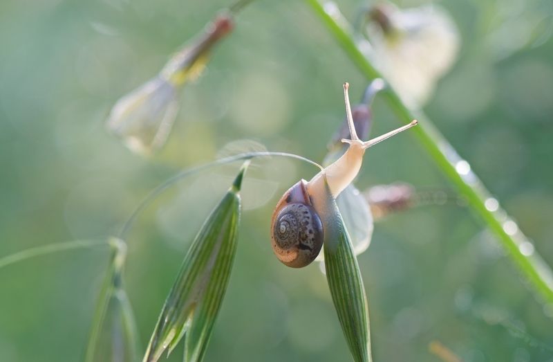 Удивительный весенний мир...photo preview