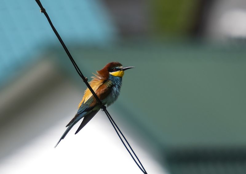 Отдых после долгого пути...photo preview