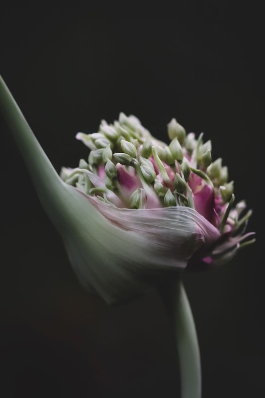 garlic, flower, чеснок flowering garlicphoto preview