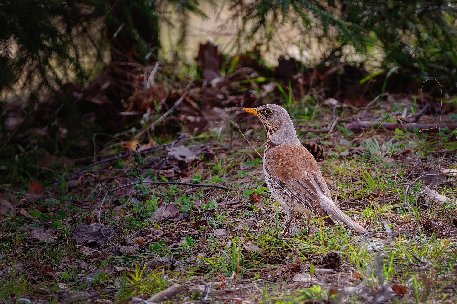 , Загруев Михаил