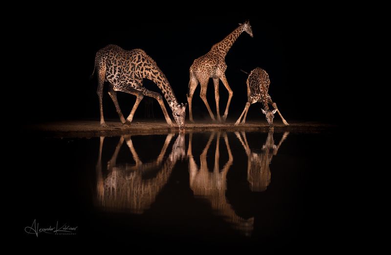 жираф, кения, водопой Жирафометрия... фото превью