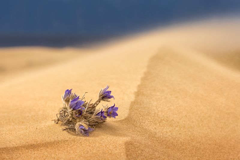 Танцы с ветром....photo preview