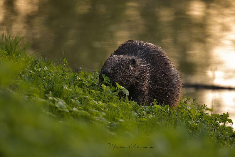 Лисенокphoto preview