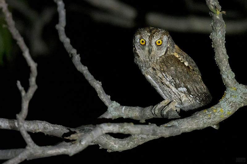 Сплюшка. фото превью