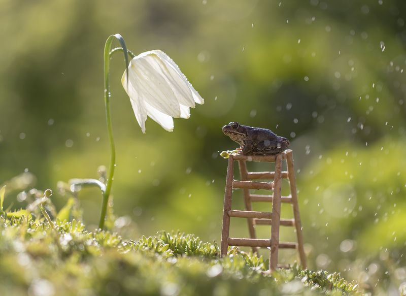 макро, лягушка Просто дождь пошел...photo preview