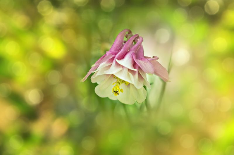 aquilegia, bokeh, close-up, color, colors, columbine, flower, flowers, green, macro, nature, outdoor, photography, pink, plant, plants, Columbine (Aquilegia)photo preview
