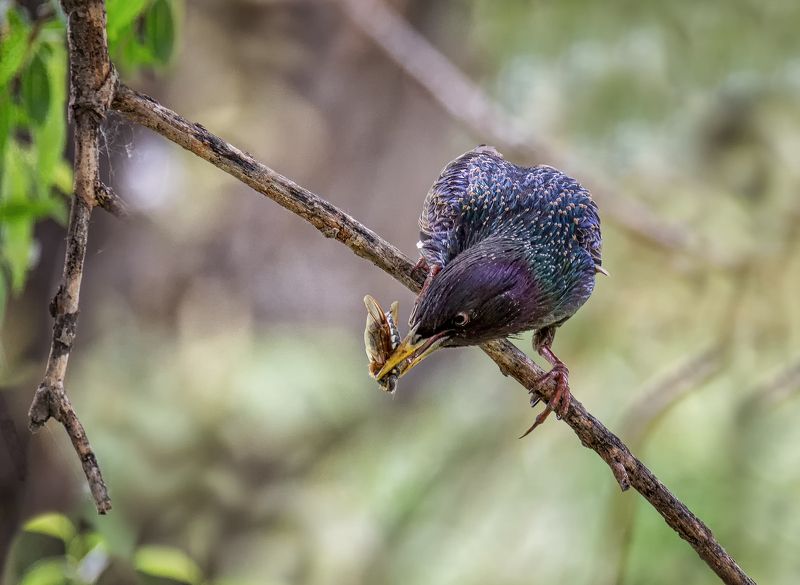 птица, скворец, весна, Скворцы и заботы. фото превью