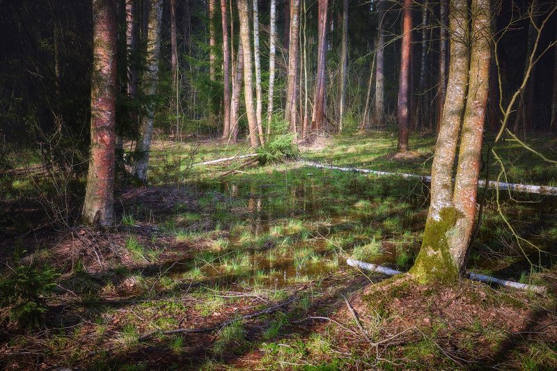 лес, свет В весеннем лесуphoto preview