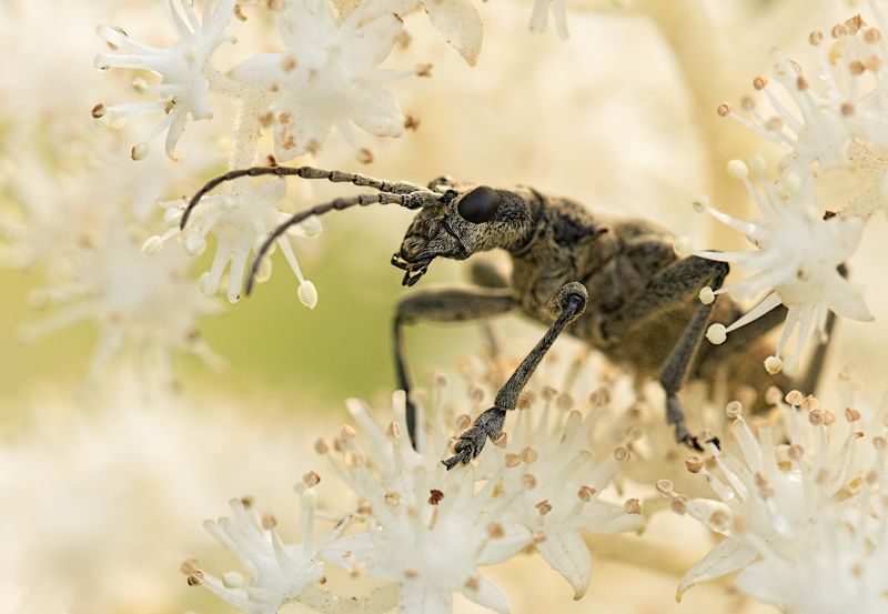 макро, насекомое, цветок ***photo preview
