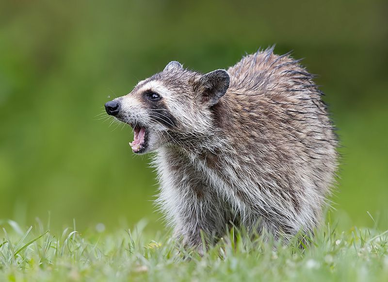 енот обыкновенный, енот-полоскун, raccoon, енот, дикие животные, животные, animals Енот-полоскун -Raccoonphoto preview