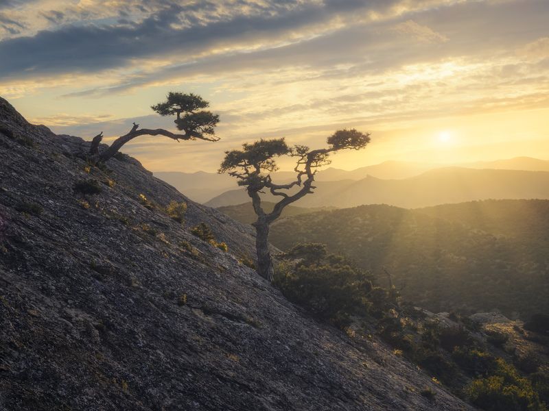 крым, закат, сосна, сокол, горы,россия, russia, pines, sunset, mountain Две сосныphoto preview