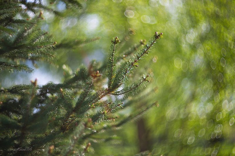 весна, зеленый, листья, береза, ель Яркая зелень весныphoto preview