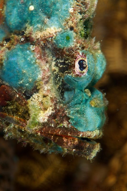 *** фото превью