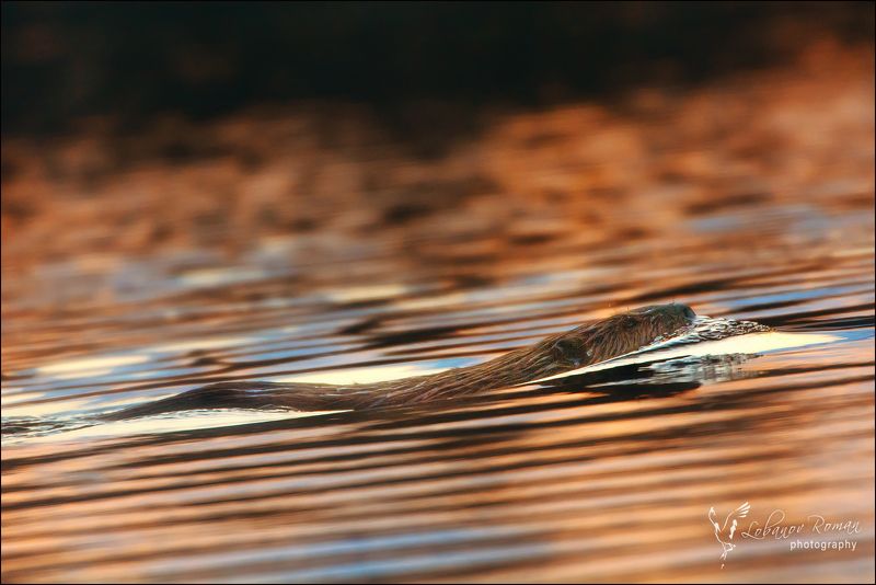 Когда солнце уже село .... фото превью