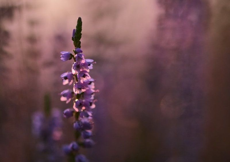 цветы, вереск, сладость, нежность Сладкая нежность photo preview