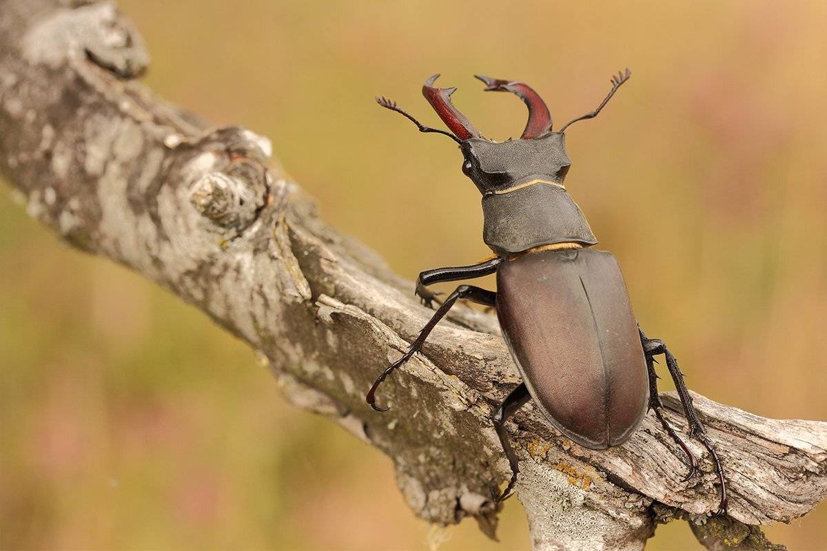 Жук-олень. Автор: Роман Рысь , Роман Рысь