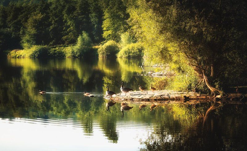 Утро,река,лес,солнце,свет,пейзаж,Morning,river,forest,sun,light,landscape Утро на птичьем двореphoto preview