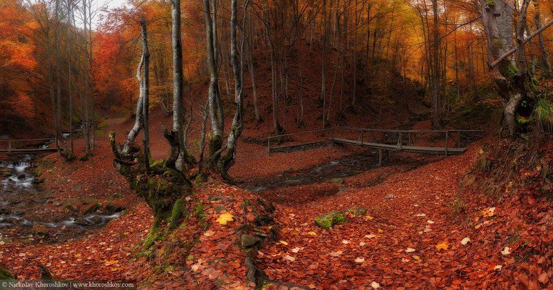 Карпаты, Лес, Осень, Украина В чаще леса...photo preview