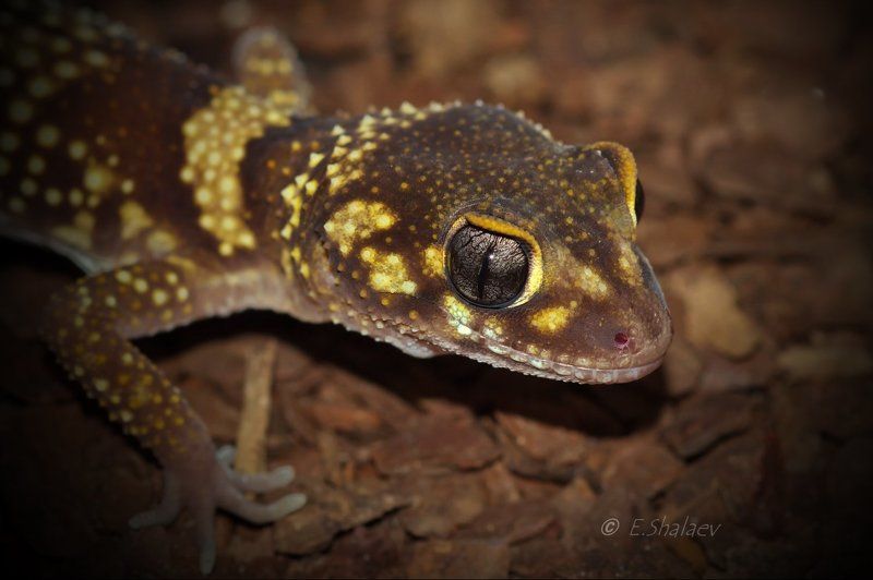 thick-tailed gecko, underwoodisaurus mili, австралийский толстохвостый гекк, геккон, рептилии, ящерица Живущие в ночи 2photo preview