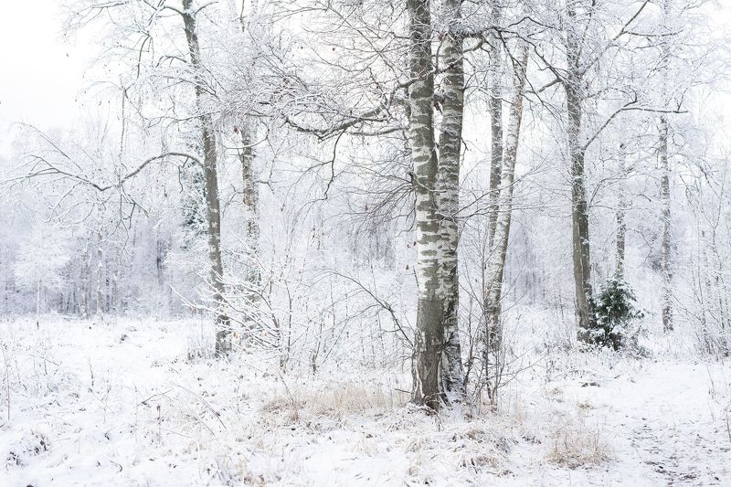 Forest, Landscape, Nature, Snow, Winter Winter Forestphoto preview