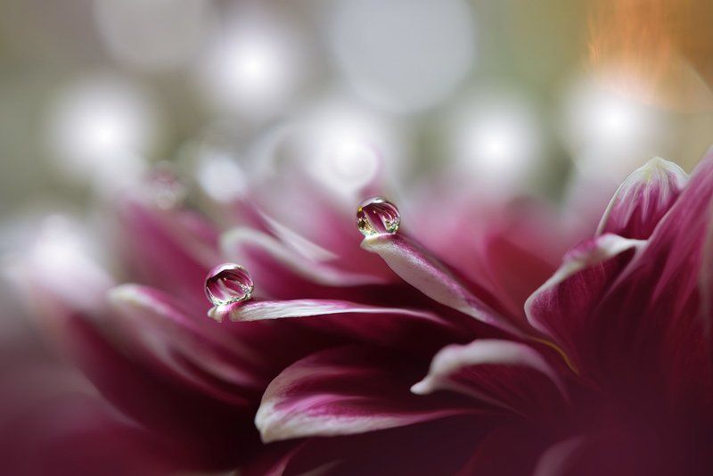 ~~~o~~o~~~photo preview