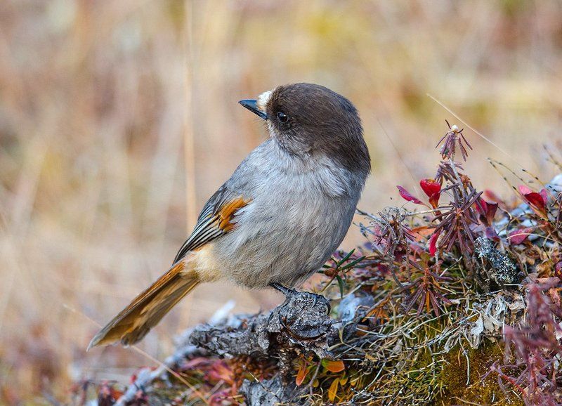 Кукша птицы Кукшаphoto preview