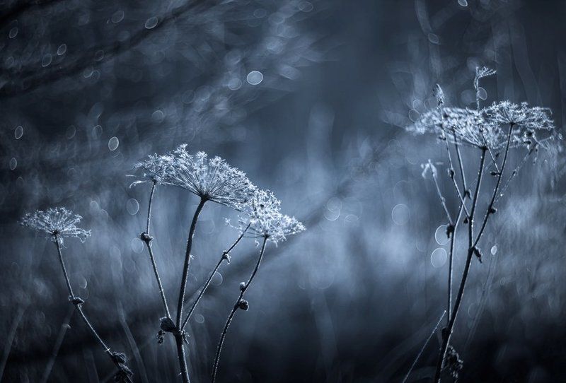 Осенние заморозки...photo preview