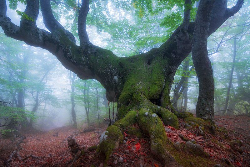 крым, демерджи Рогатый стражphoto preview