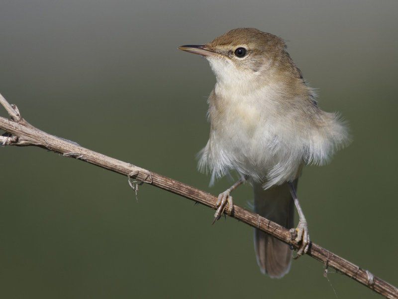 Камышевка ***photo preview