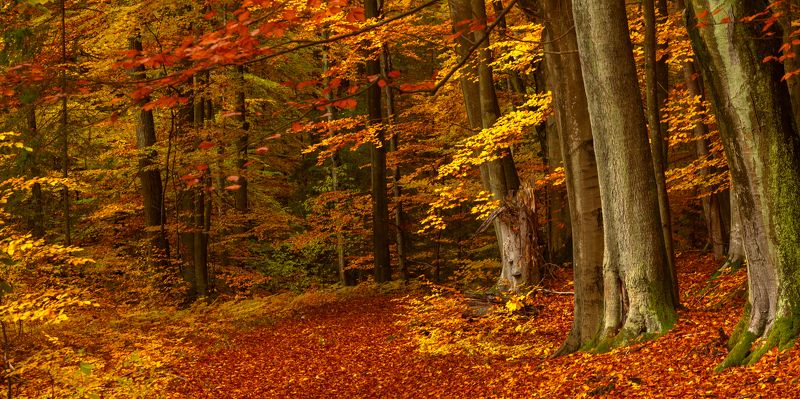 осень лес бук тропа Лесная тропаphoto preview