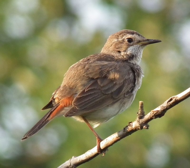 птица варакушка А вам слабо на одной лапкеphoto preview