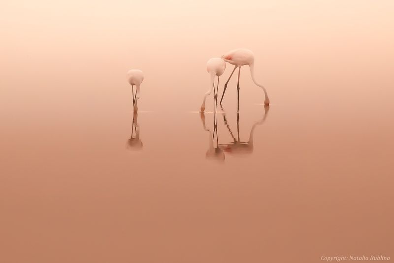 безмятежность, дитя заката, дитя рассвета, заповедник, настроение, озеро, отражения, природа, птицы, рассвет, розовый, спокойствие, тишина, трио, утро, фламинго Трио...photo preview