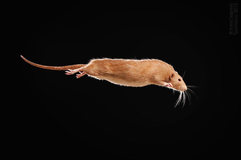 Полётphoto preview