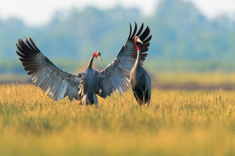 Singh, Vietnam