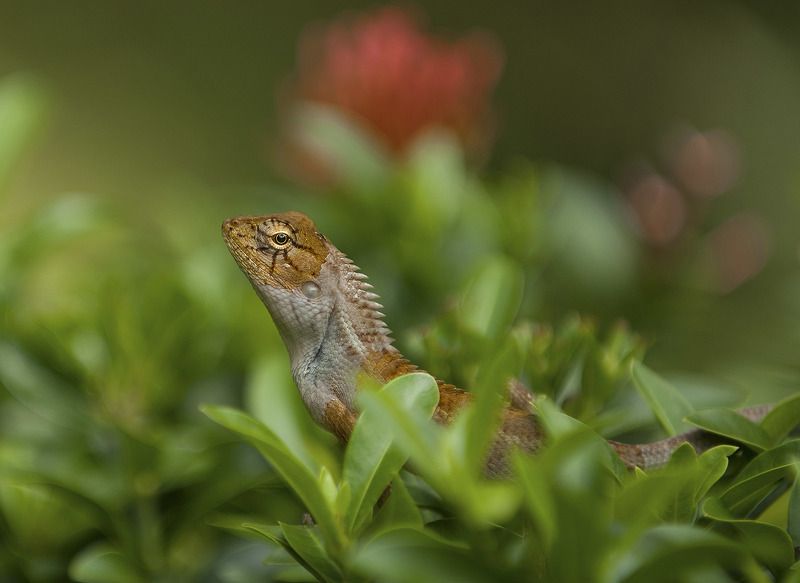 Здравствуй,мальчик Бананан.photo preview