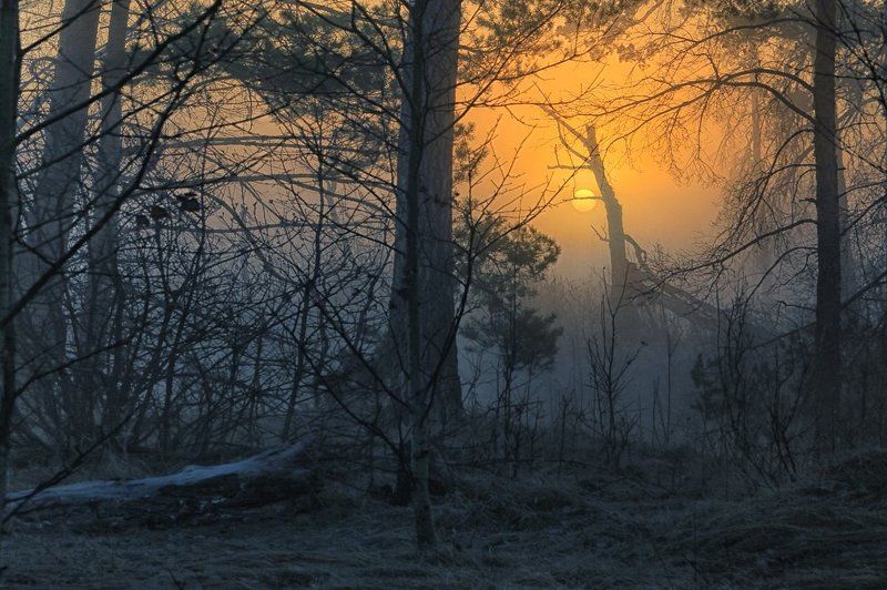 В заповедном лесуphoto preview