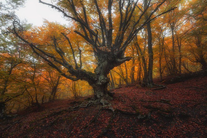 демерджи, крым ***photo preview