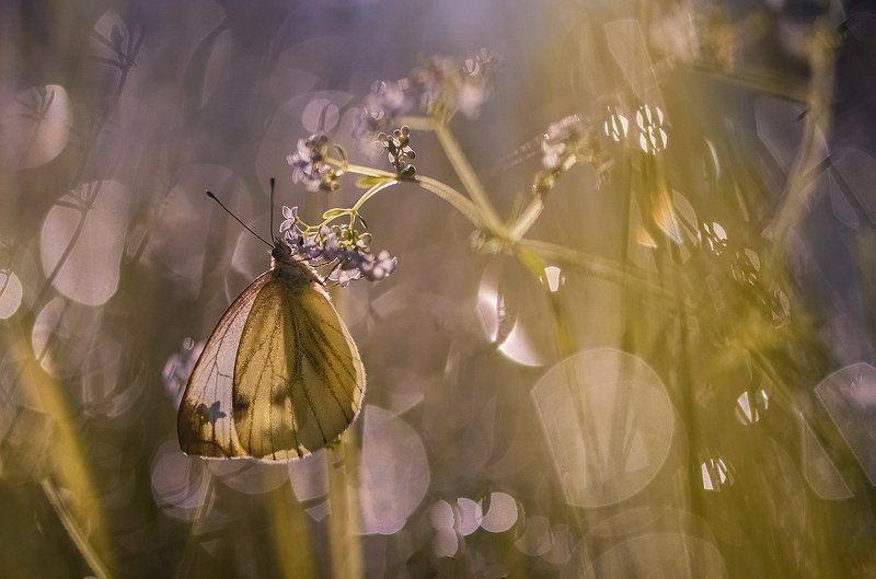 В платьице простом из подаренного ветром крепдешина.photo preview