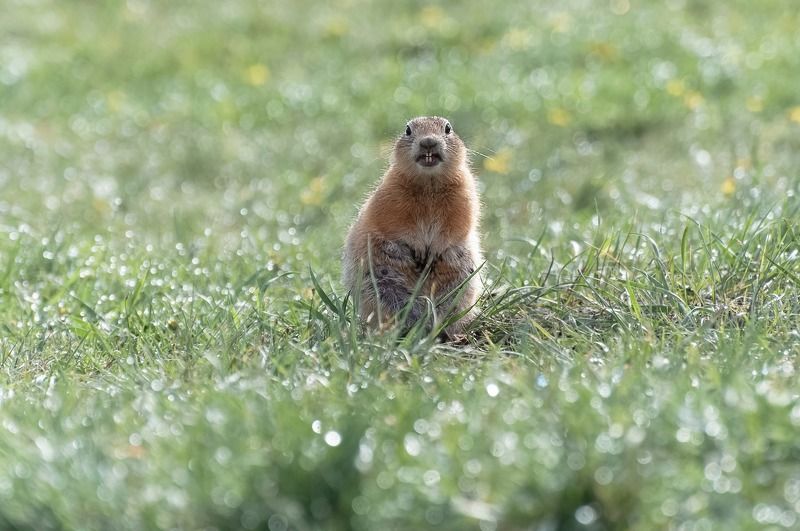 Суслик, малыш, роса, татышев, сибирь, красноярск Малышphoto preview