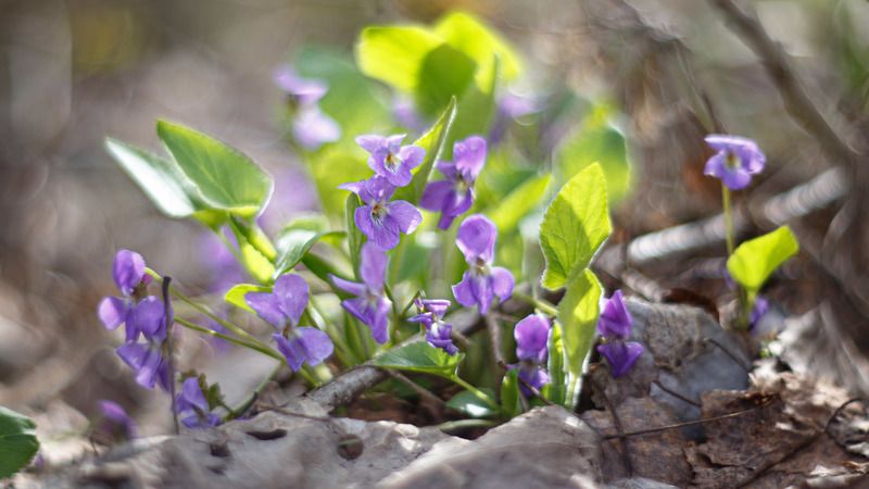 Лесная фиалка. фото превью