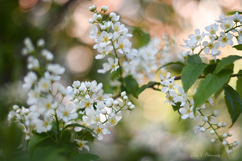 Цветущий майphoto preview