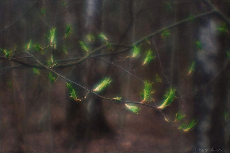 монокль, manuallens, photoart, монокль из юпитера-8 Весной владеет лес фото превью