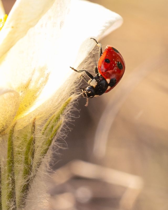 божья коровка, ladybug, весна, цветок Леди багphoto preview