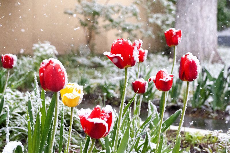 Майский снег.photo preview