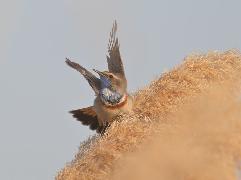 nikon, никон, z5, tamron, nature, весна, фотография, красота, фото, world, дикая природа, wildnature, варакушка, bluethroat Варакушка фото превью