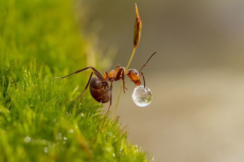 Как Мураш капельку пилphoto preview