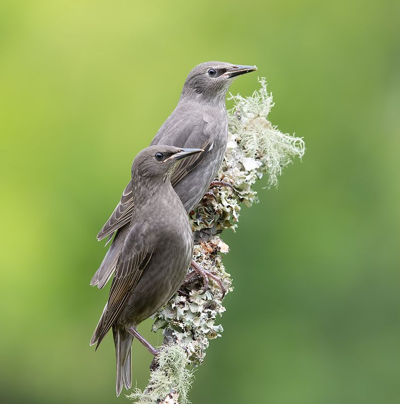 european starling, обыкновенный скворец, скворец, весна,starling Juvenile, European Starling -Обыкновенный скворец, слеткиphoto preview