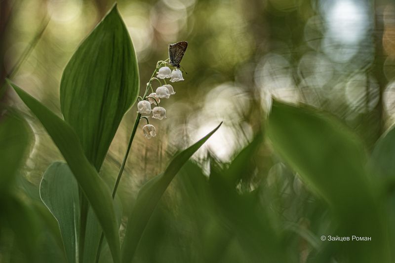 Лесная бабочка на ландышеphoto preview