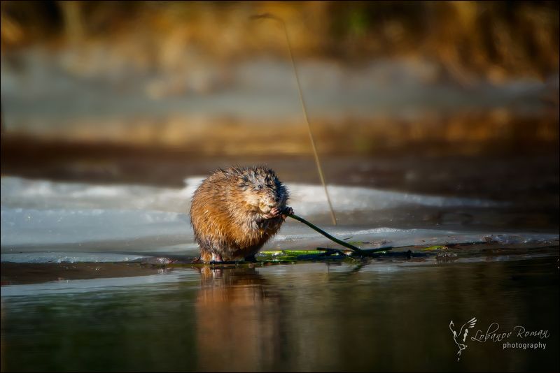 * * * фото превью