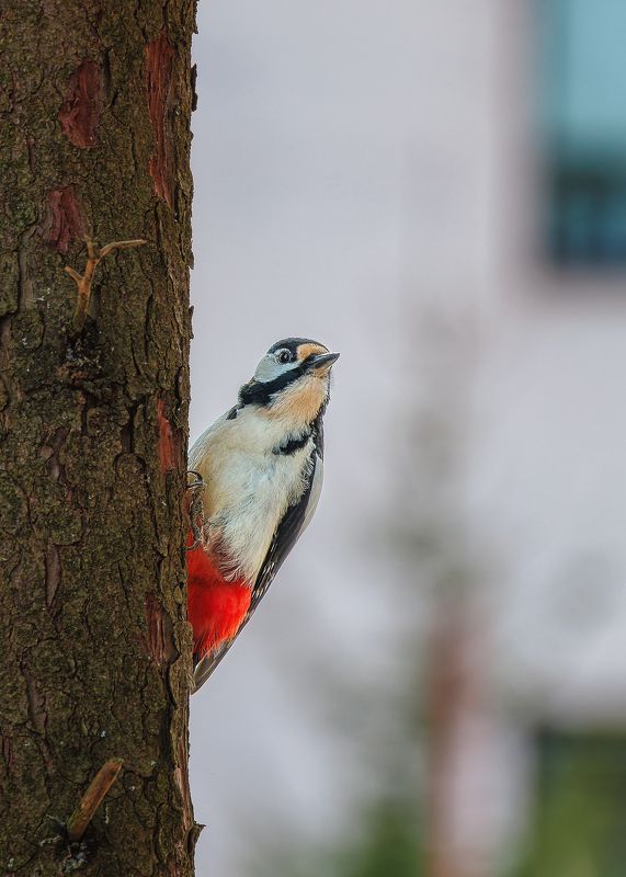 самка Дятла фото превью